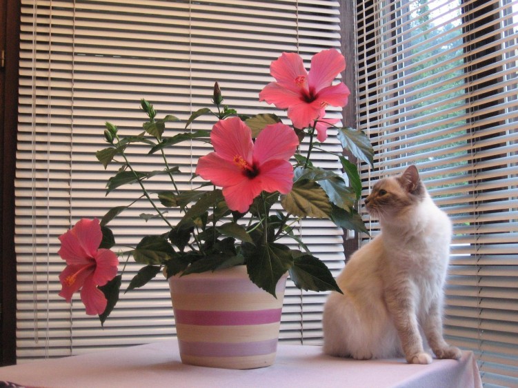 Fonds d'cran Animaux Chats - Chatons Vnus et les Hibiscus