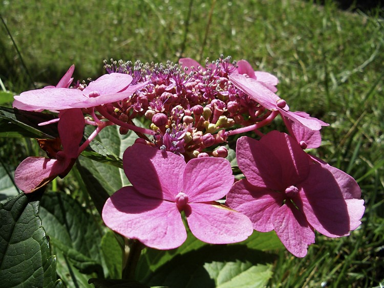 Wallpapers Nature Flowers Hydrangea