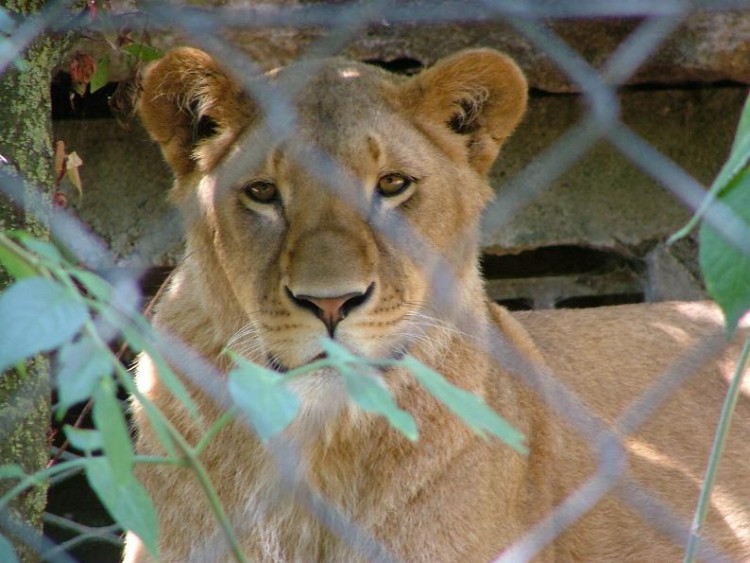 Fonds d'cran Animaux Flins - Lions madame