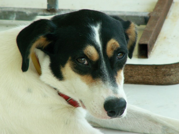 Fonds d'cran Animaux Chiens Vanille - Chien crole