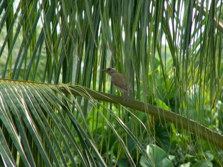 Wallpapers Animals Birds - Misc perch sur un cocotier