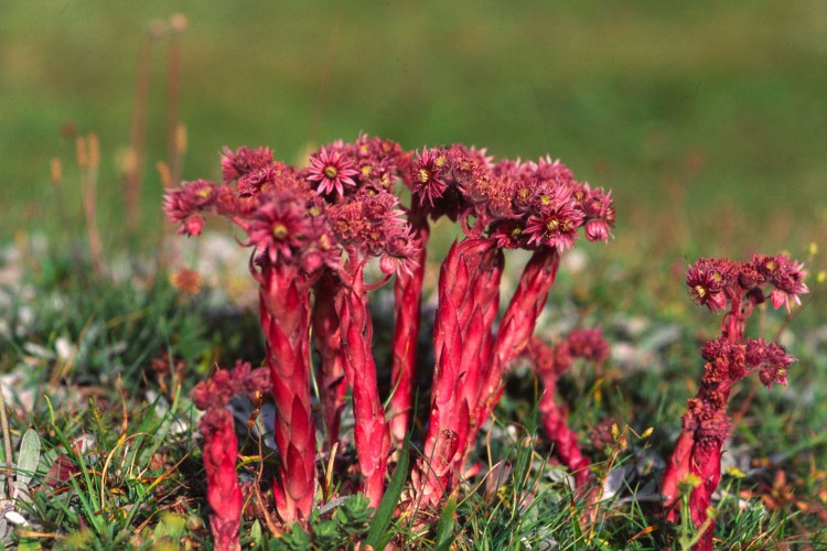 Wallpapers Nature Flowers Flore alpine