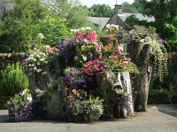 Wallpapers Nature Flowers Languedoc, Roussillon