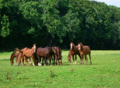 Fonds d'cran Animaux Chevaux Comtois