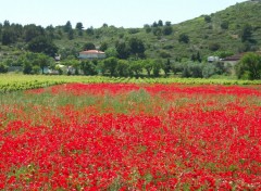 Wallpapers Nature Coquelicots