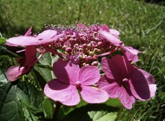 Wallpapers Nature Hydrangea