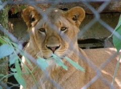 Fonds d'cran Animaux madame