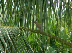 Wallpapers Animals perch sur un cocotier