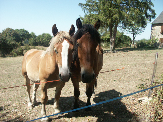 Fonds d'cran Animaux Chevaux deux chevaux