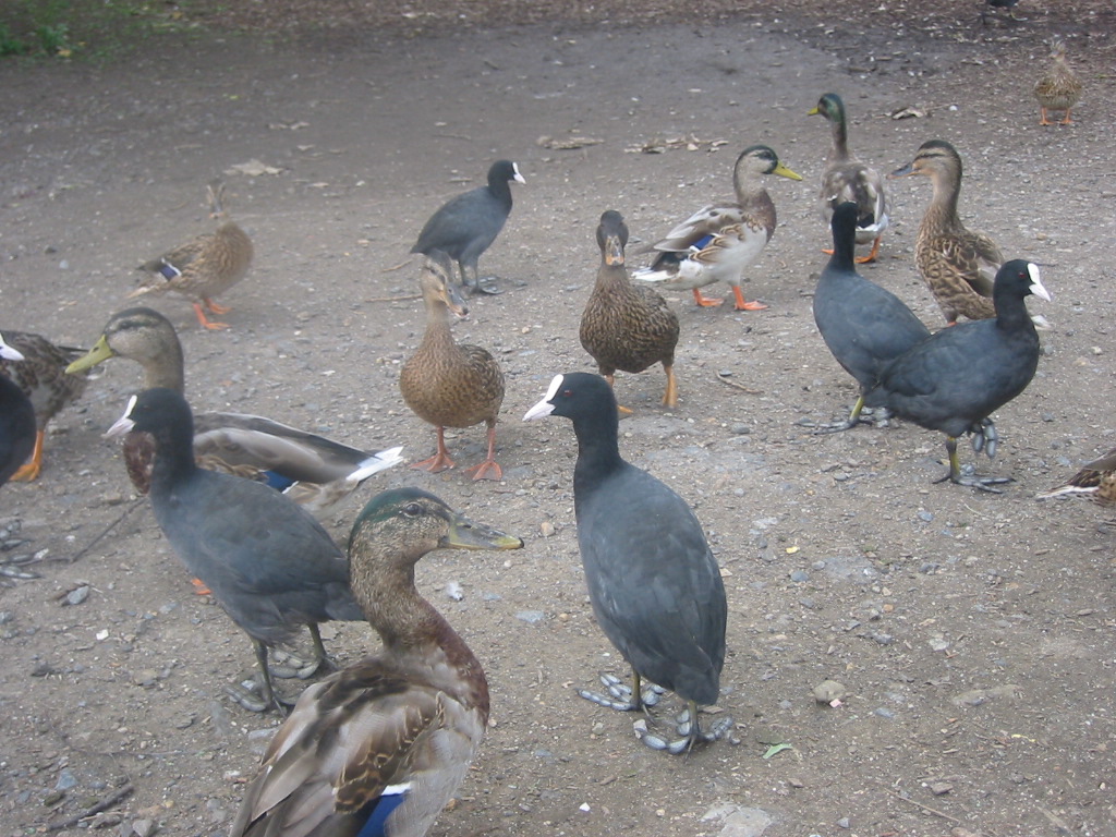 Wallpapers Animals Birds - Ducks Foulques et canards