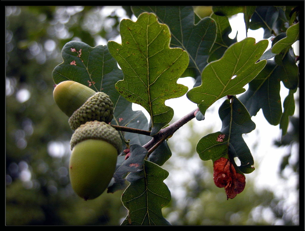 Wallpapers Nature Fruits Glands