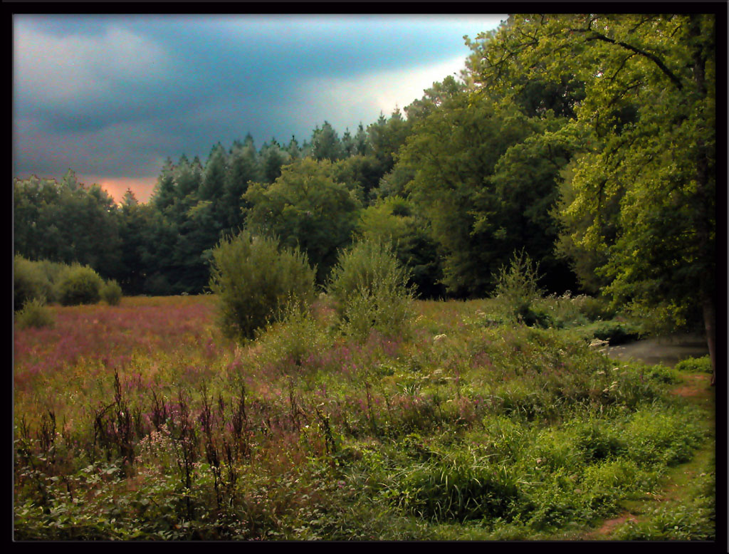 Fonds d'cran Nature Arbres - Forts Bord de rivire