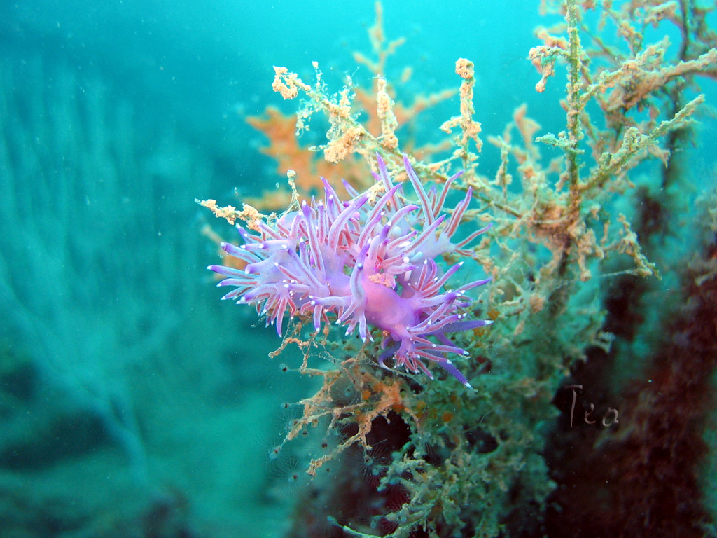 Fonds d'cran Animaux Vie marine - Poissons Faune mediteranee