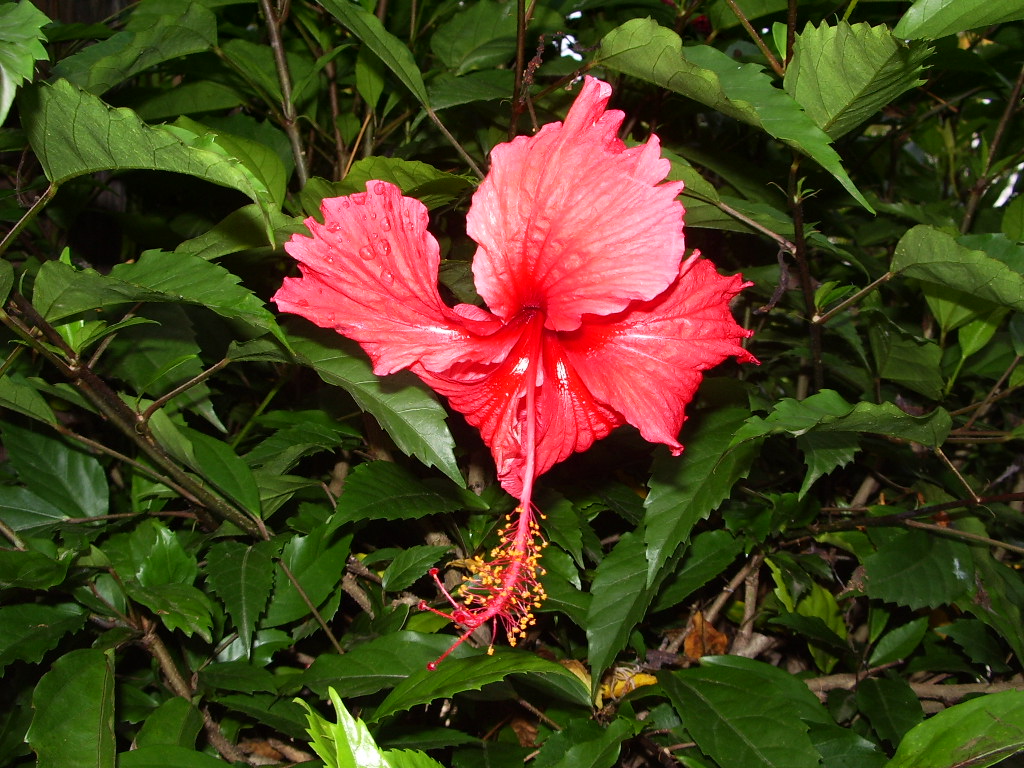 Fonds d'cran Nature Fleurs 