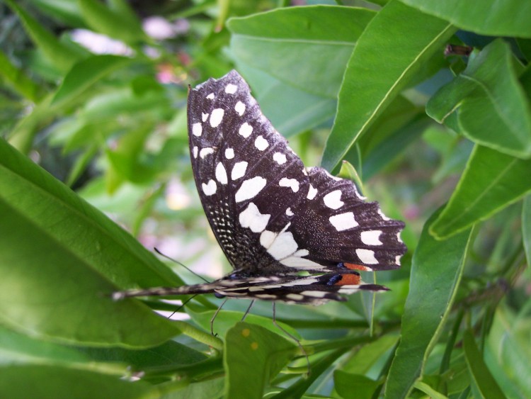 Wallpapers Animals Insects - Butterflies Machaon suite !