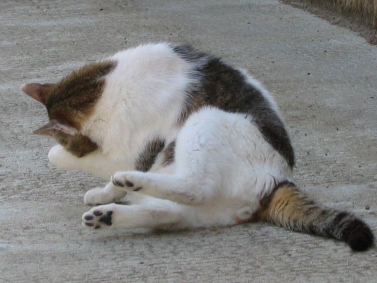 Fonds d'cran Animaux Chats - Chatons Billy se lche