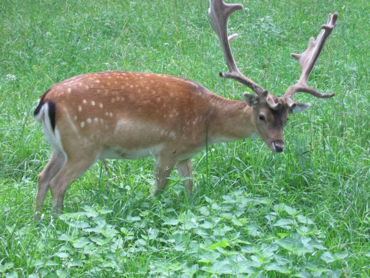 Wallpapers Animals Cervids Han-sur-lesse (Belgique)