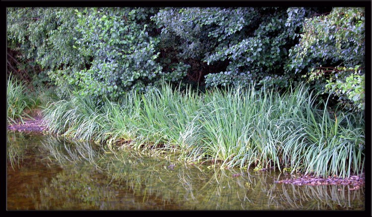 Fonds d'cran Nature Lacs - Etangs Bord d'tang