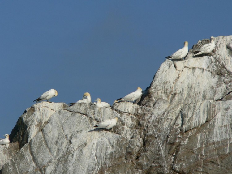 Fonds d'cran Animaux Oiseaux - Canards Fous de Bassan