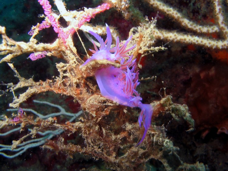 Fonds d'cran Animaux Vie marine - Poissons Faune mediteranee