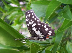 Fonds d'cran Animaux Machaon suite !