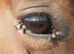 Fonds d'cran Animaux Oeil de Nawak.