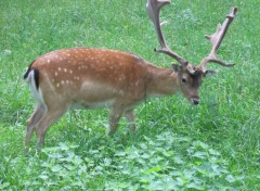 Wallpapers Animals Han-sur-lesse (Belgique)