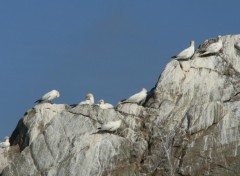 Fonds d'cran Animaux Fous de Bassan