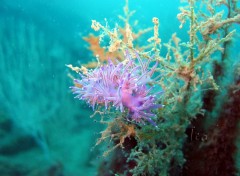 Fonds d'cran Animaux Faune mediteranee