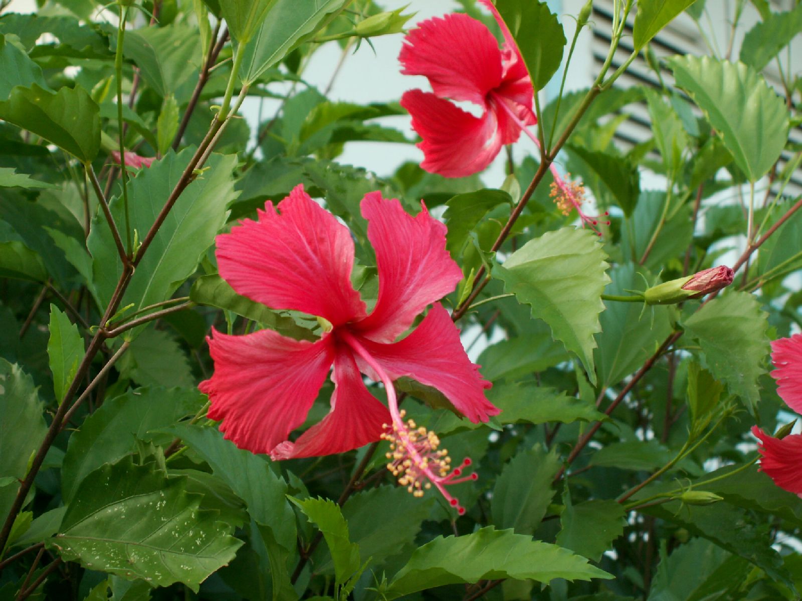 Fonds d'cran Nature Fleurs Fleurs d'ibiscus