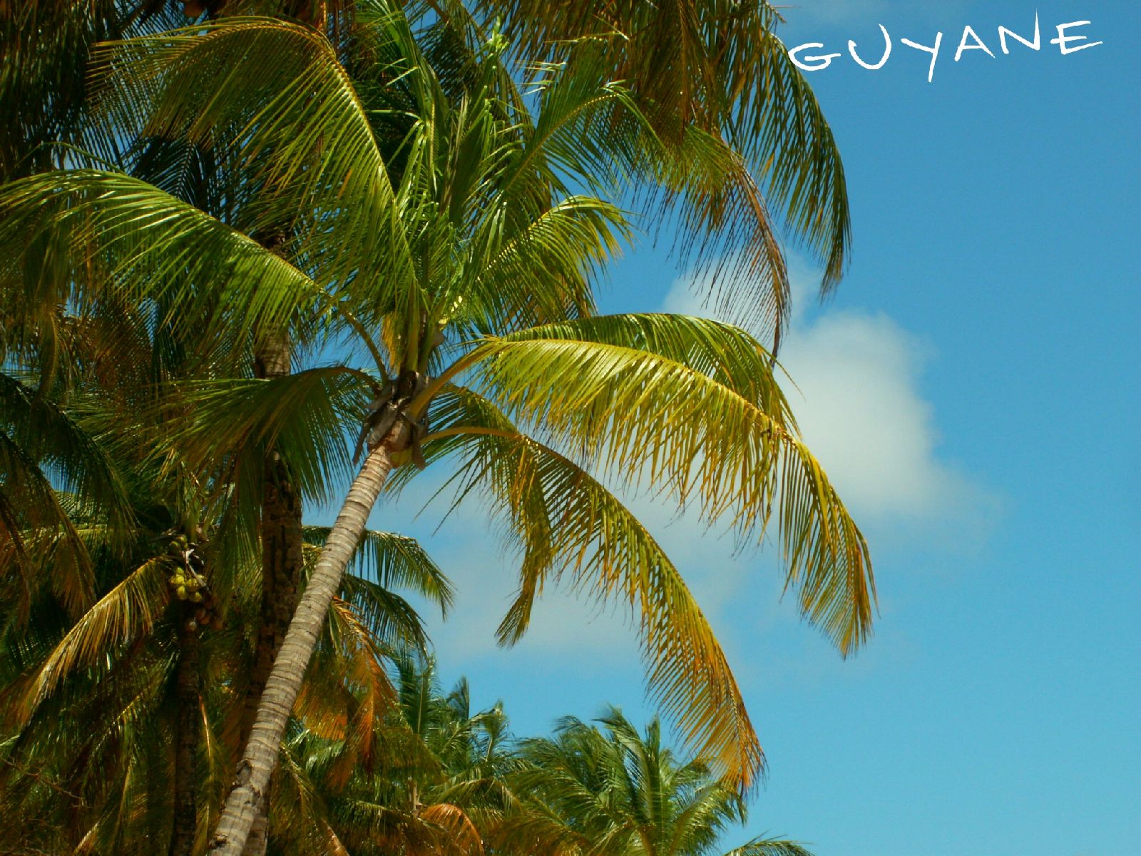 Fonds d'cran Nature Arbres - Forts Guyane