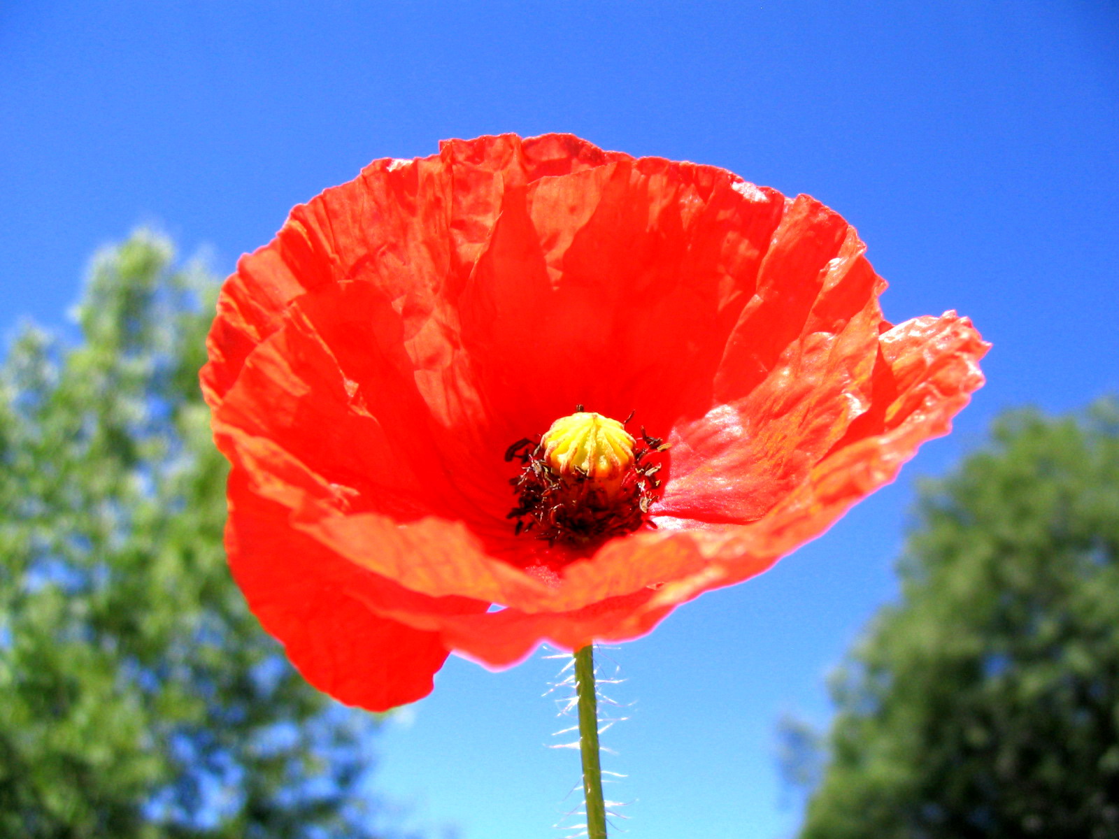 Fonds d'cran Nature Fleurs coquelicot