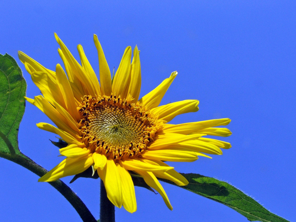 Wallpapers Nature Flowers Tournesol...