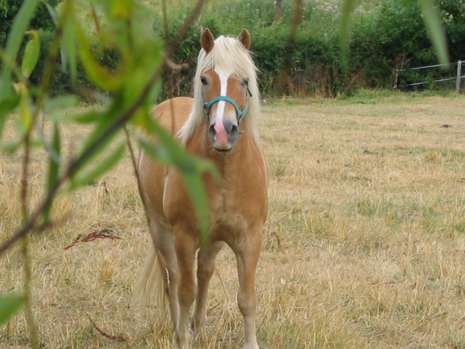 Fonds d'cran Animaux Chevaux Los au loin