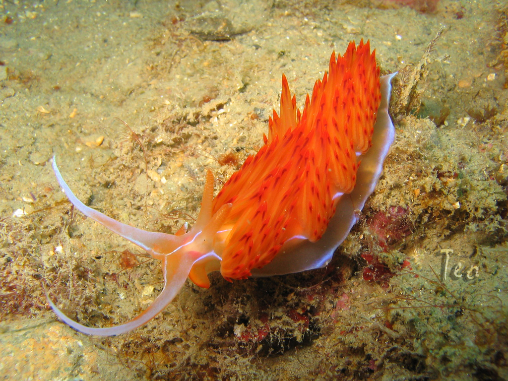 Fonds d'cran Animaux Vie marine - Divers Mediteranne