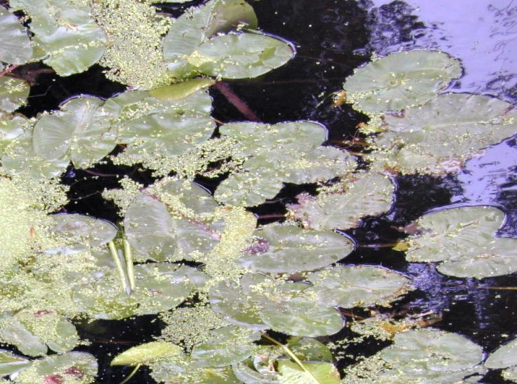 Fonds d'cran Nature Feuilles - Feuillages Reflets