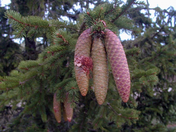 Fonds d'cran Nature Arbres - Forts Pommes de pin