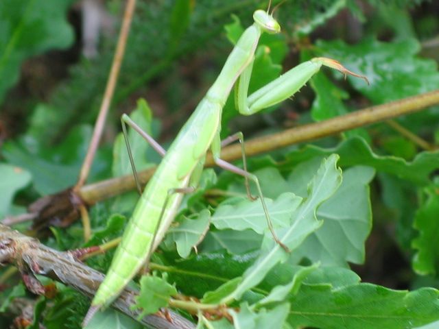 Fonds d'cran Animaux Insectes - Mantes religieuses Elle est mimi