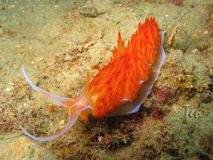 Fonds d'cran Animaux Vie marine - Divers Mediteranne