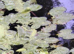 Fonds d'cran Nature Reflets