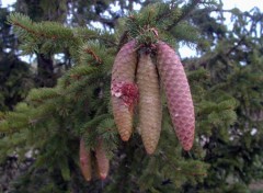 Fonds d'cran Nature Pommes de pin