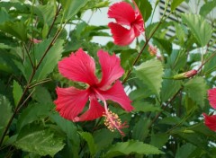 Fonds d'cran Nature Fleurs d'ibiscus