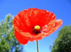 Fonds d'cran Nature coquelicot