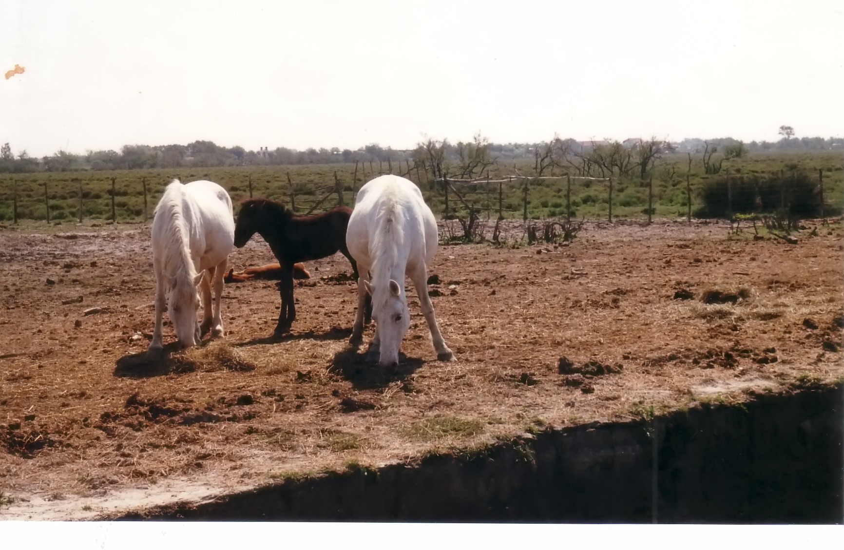 Wallpapers Animals Horses Dadas de Camargue !