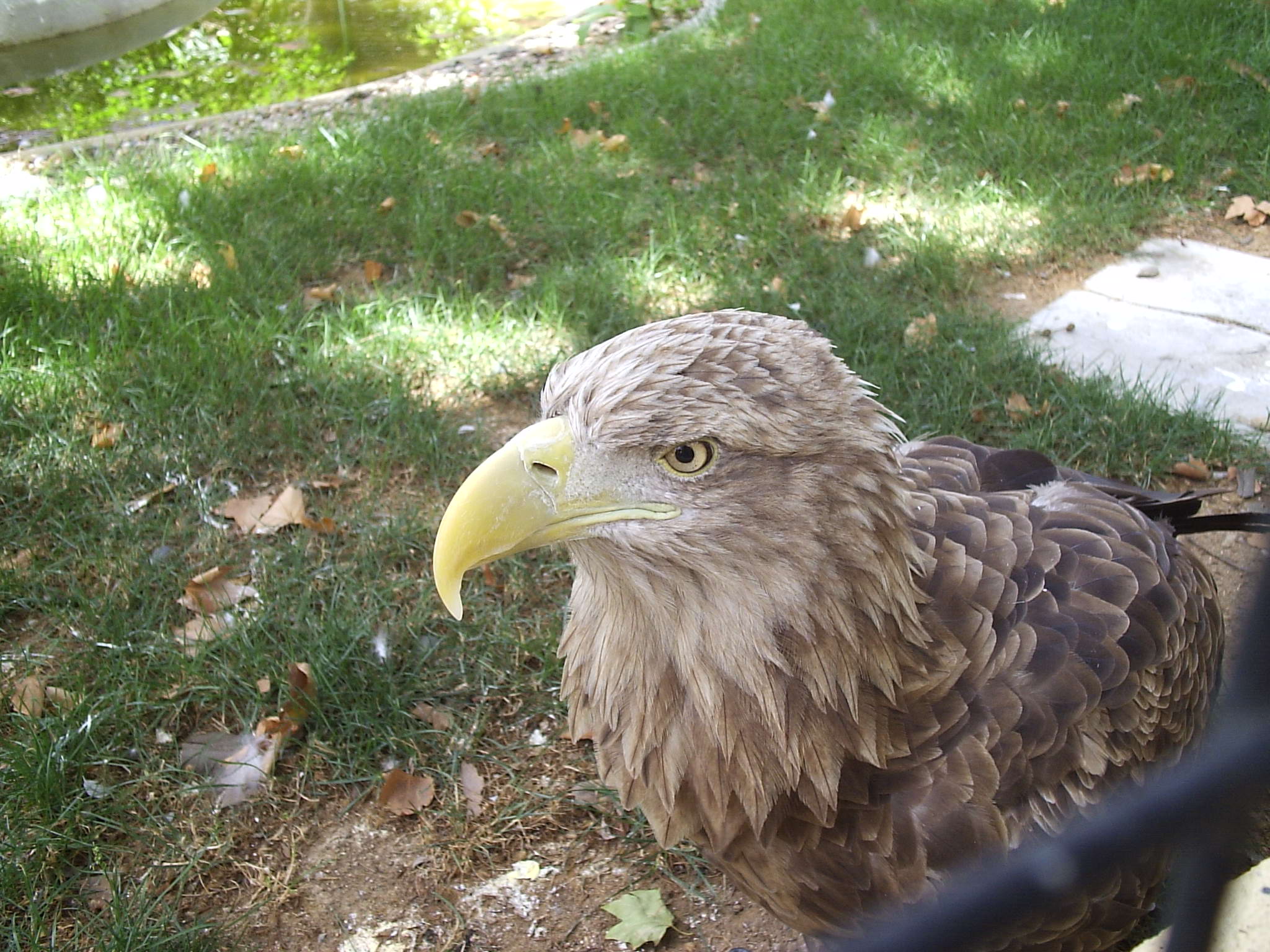 Fonds d'cran Animaux Oiseaux - Rapaces divers aigle