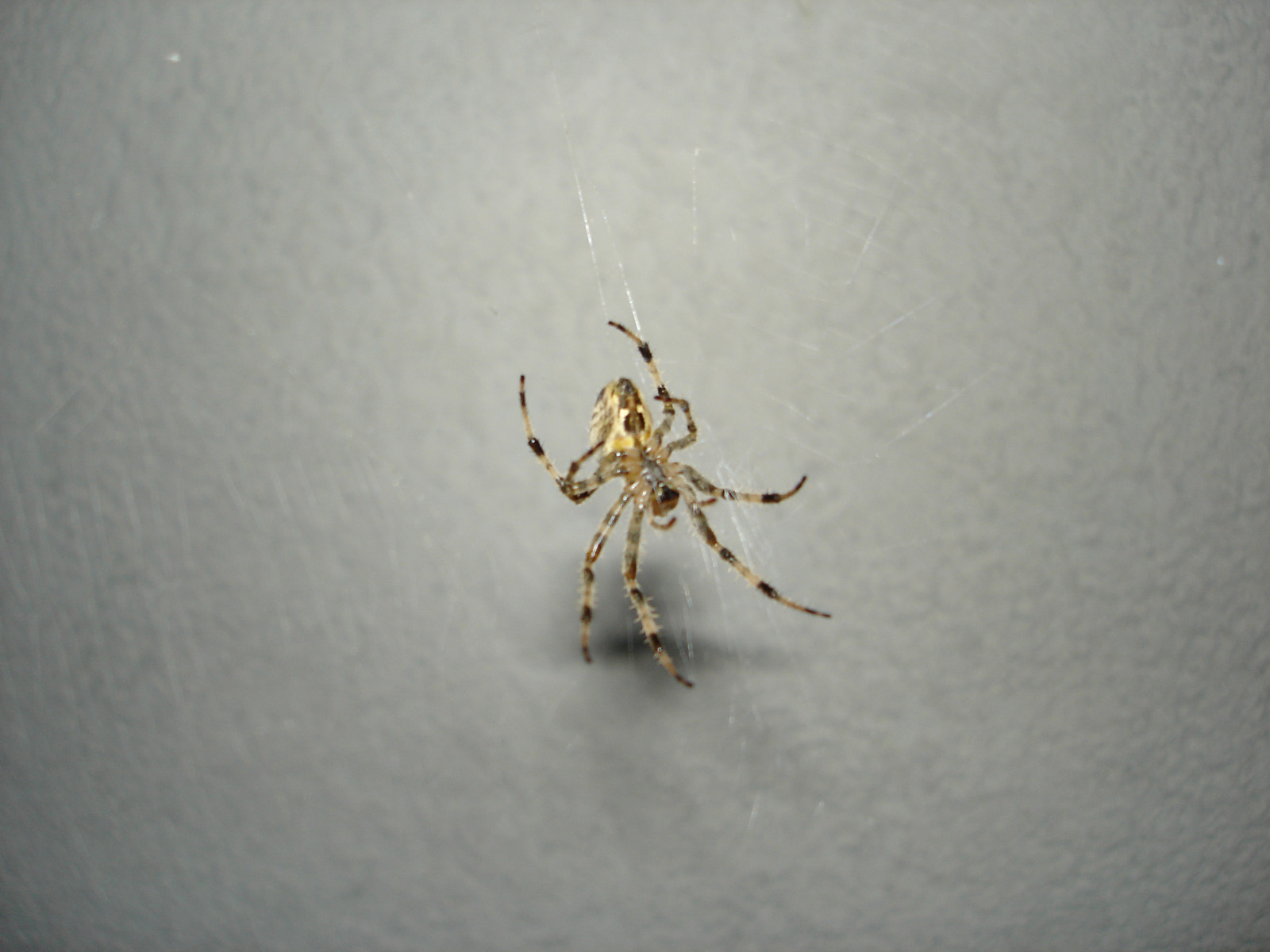 Wallpapers Animals Spiders 