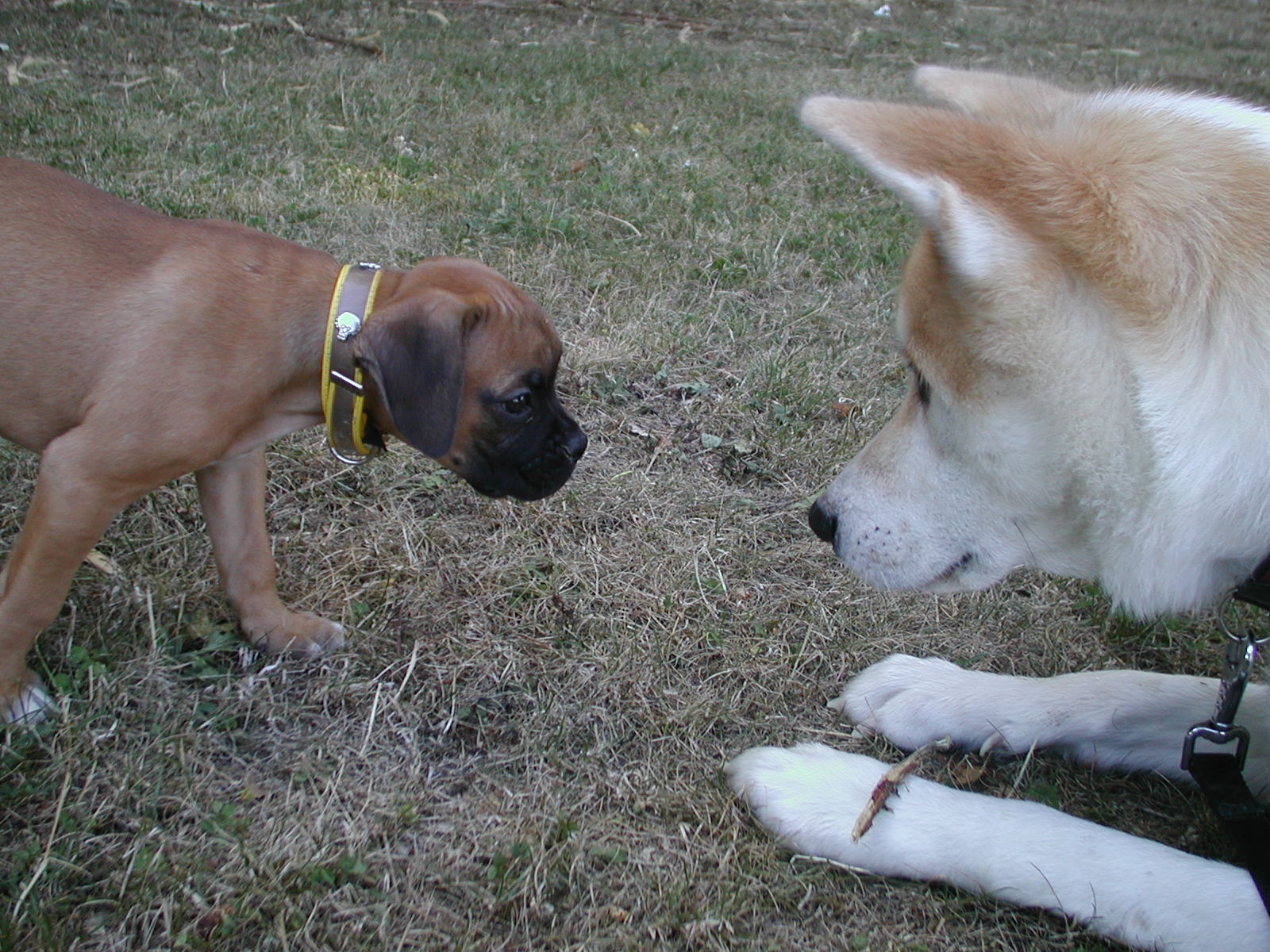 Fonds d'cran Animaux Chiens tadja et dant