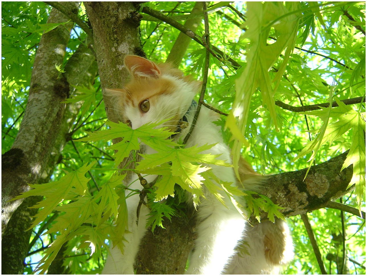 Fonds d'cran Animaux Chats - Chatons Romo a son poste d'observation!