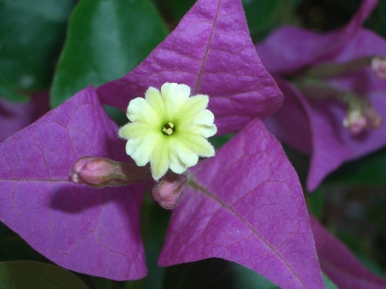 Fonds d'cran Nature Fleurs Pour Gavroche