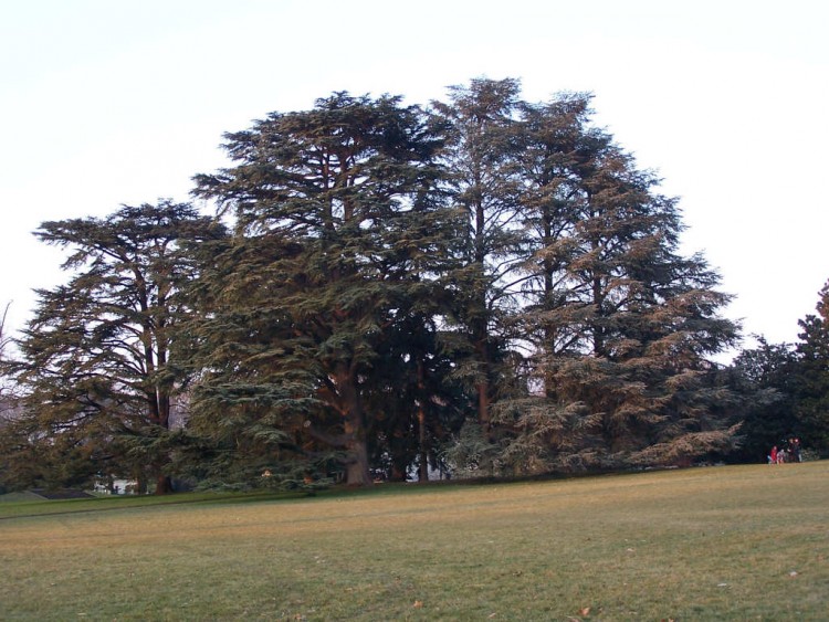 Fonds d'cran Nature Arbres - Forts Les arbres du parc